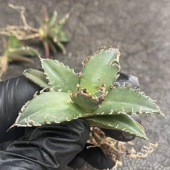 Amazon.co.jp: ［メリクロン苗］多肉植物 アガベ チタノタ